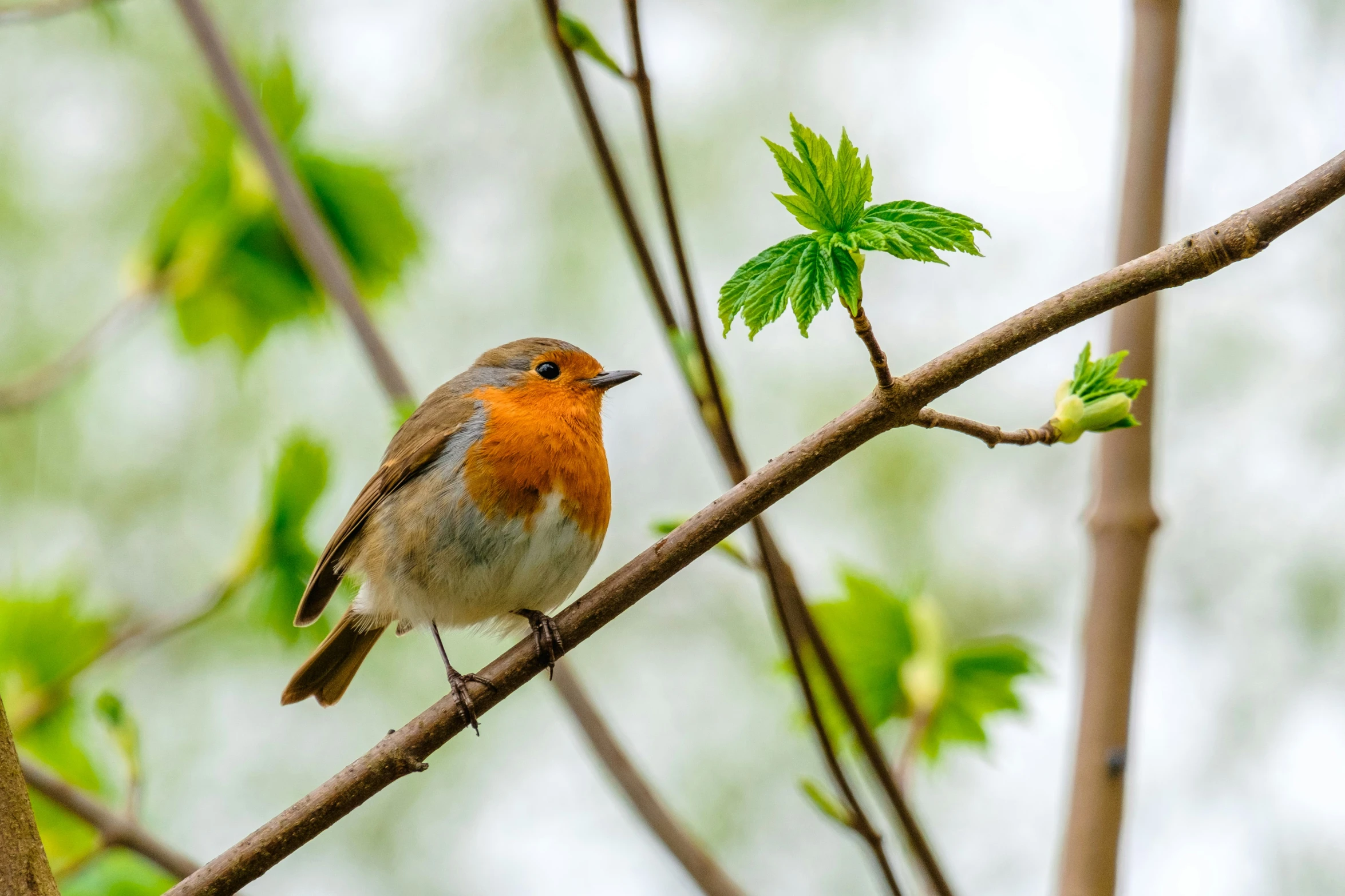 a robin perched on a tree nch with green leaves