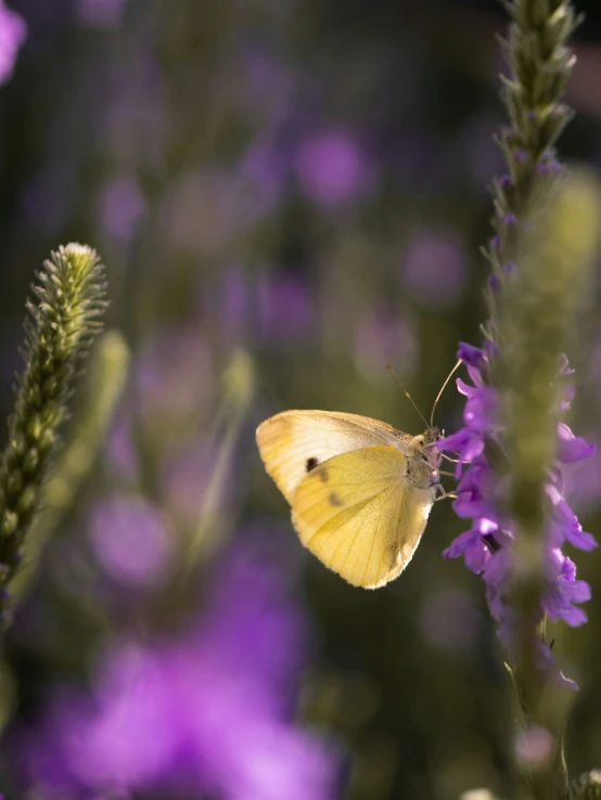 a yellow erfly is sitting on purple flower