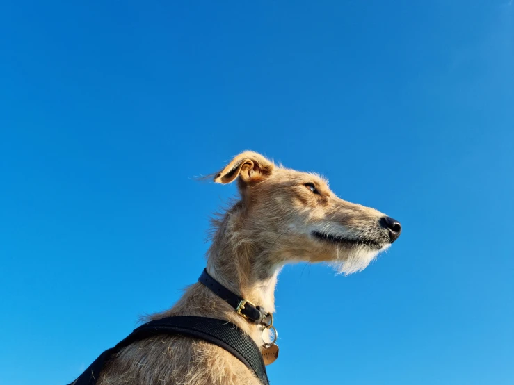 a dog wearing a harness looking up into the blue sky