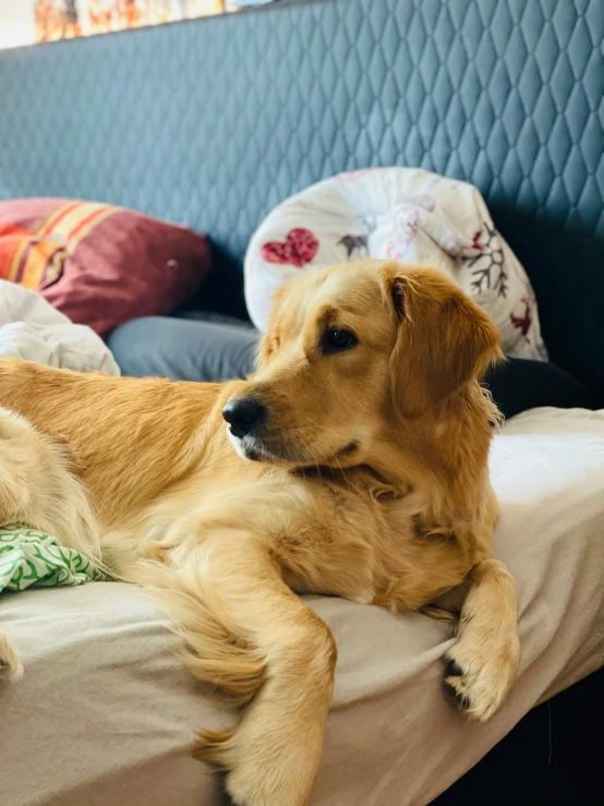 there is a brown dog sitting on a bed