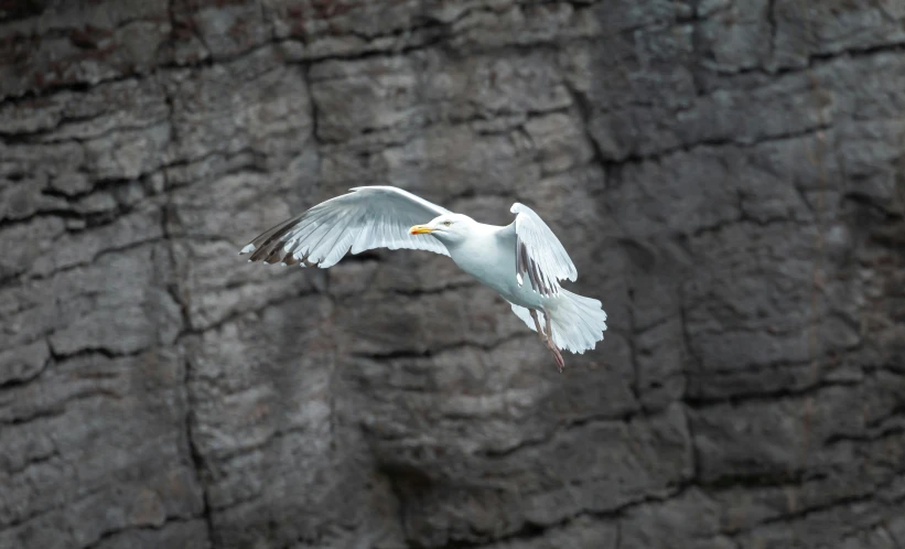 a bird flying over some rocks with a sky background