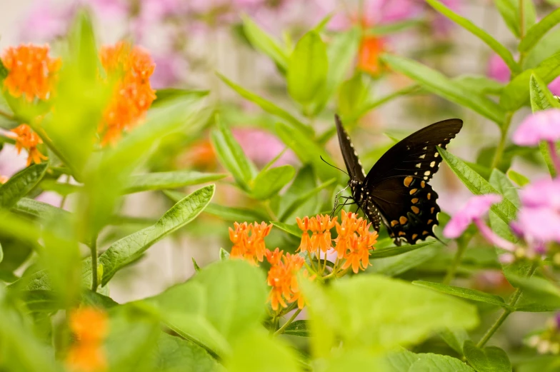 a black and yellow erfly sitting on top of an orange flower