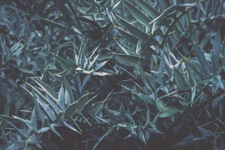 green plants in the middle of the day