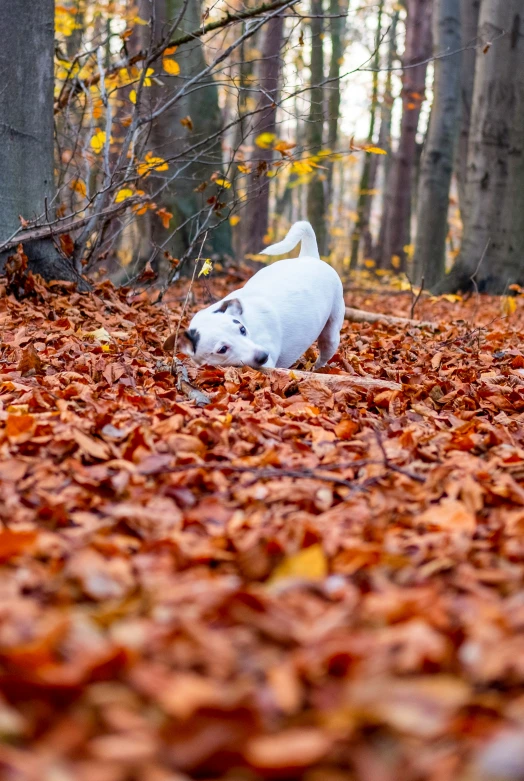 a white dog in the leaves outside during the fall