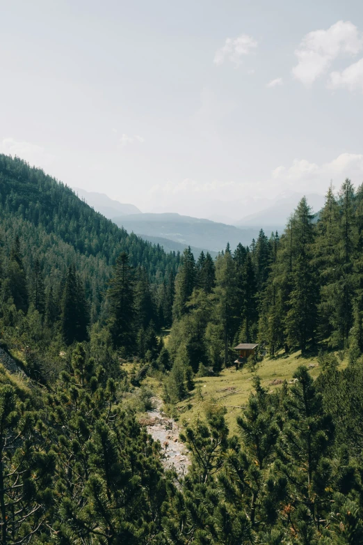 a scenic green forest filled with lots of trees