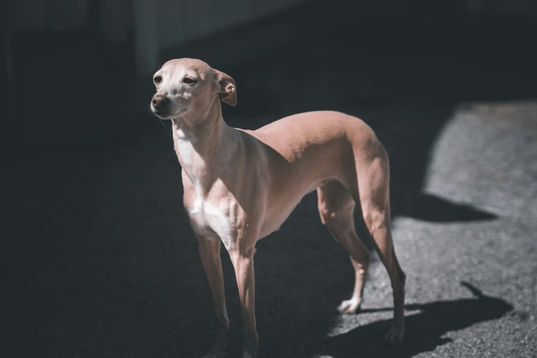 the brown dog is standing in the sun