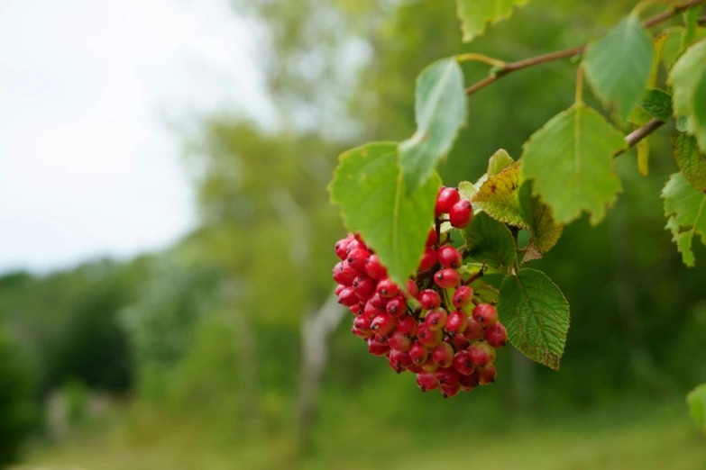 a bunch of berries hanging off of the side of a tree