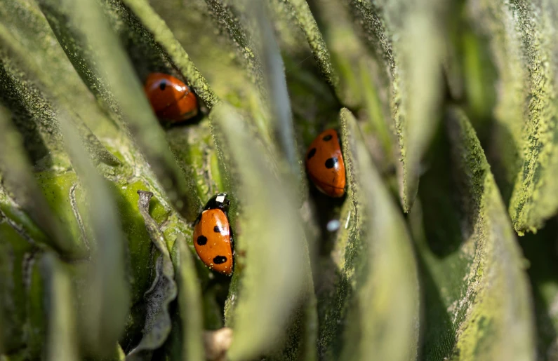 a collection of ladybugs on green leaves in a field