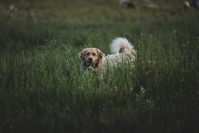 a large brown and white dog walking through a field of tall grass