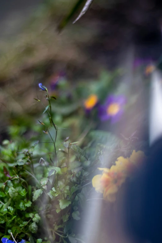 blue and yellow flowers along side an area with blurry grass