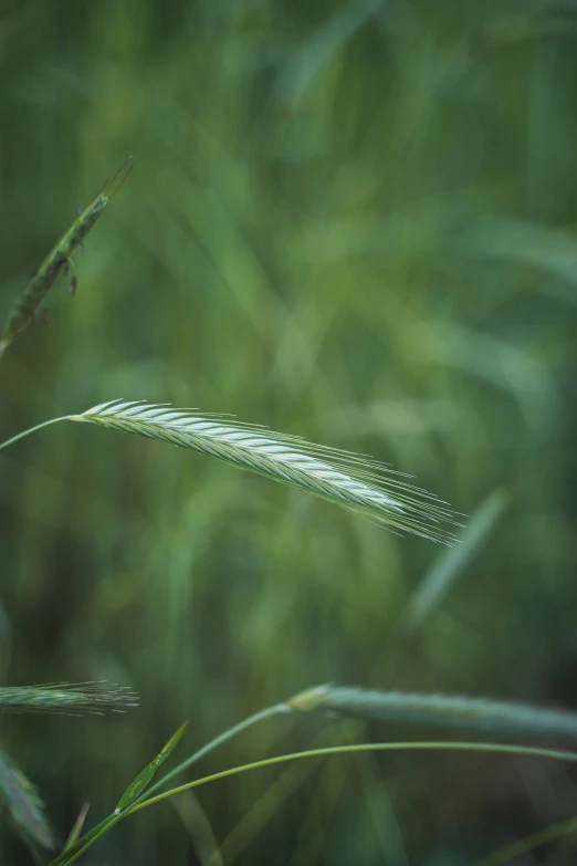 a closeup of grass with a blurry background