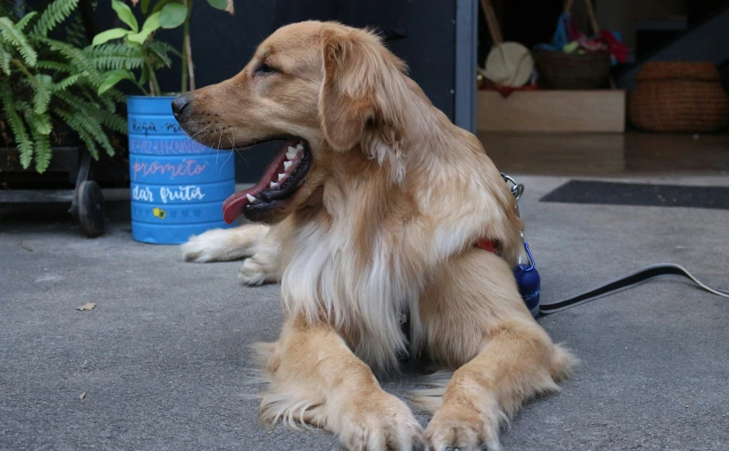 a dog that is laying down with its leash on