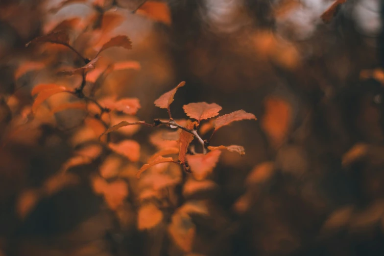 closeup of nches with yellow leaves during autumn