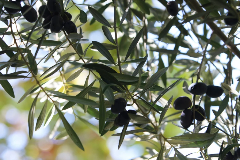 close up view of olives growing on an olive tree