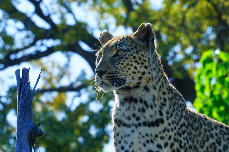 a cheetah looking at a tree nch