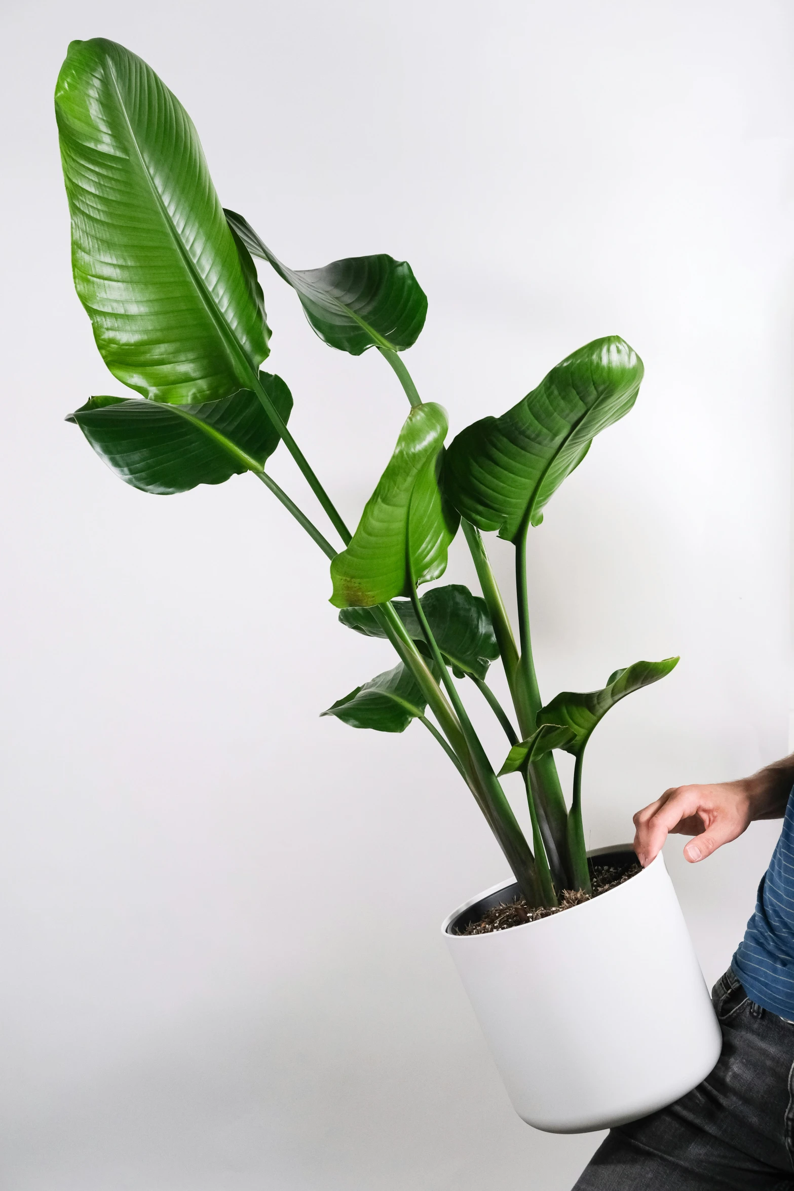 a woman in jeans and blue shirt holding a white plant in a pot