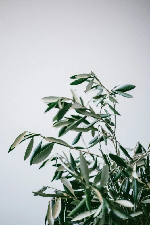 an olive tree with leaves in it