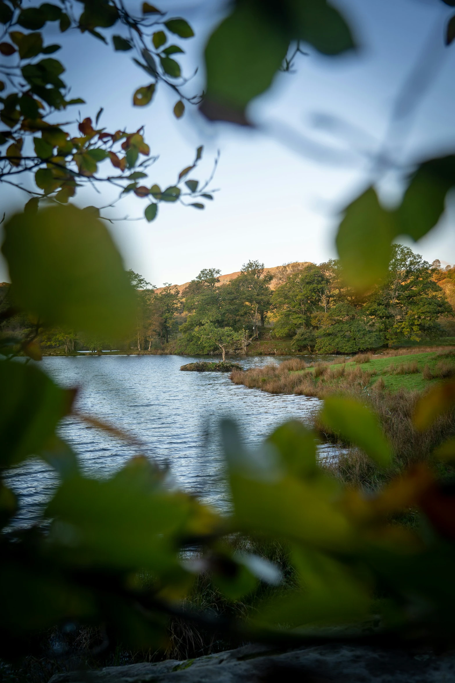 a lake sits at the edge of the woods