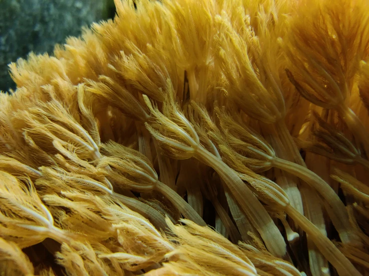 a close up view of a sea coral with brown plants