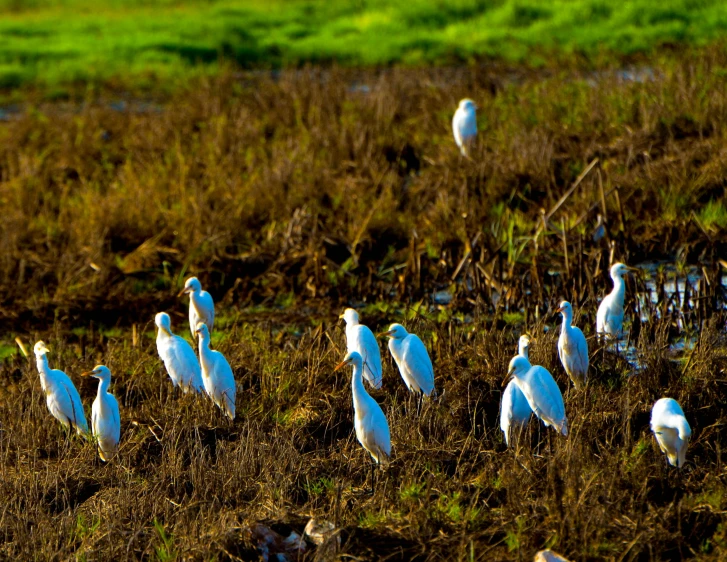 several white birds are standing in a field