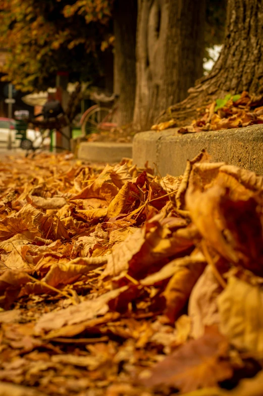 leaves laying on the ground with a bench in the background