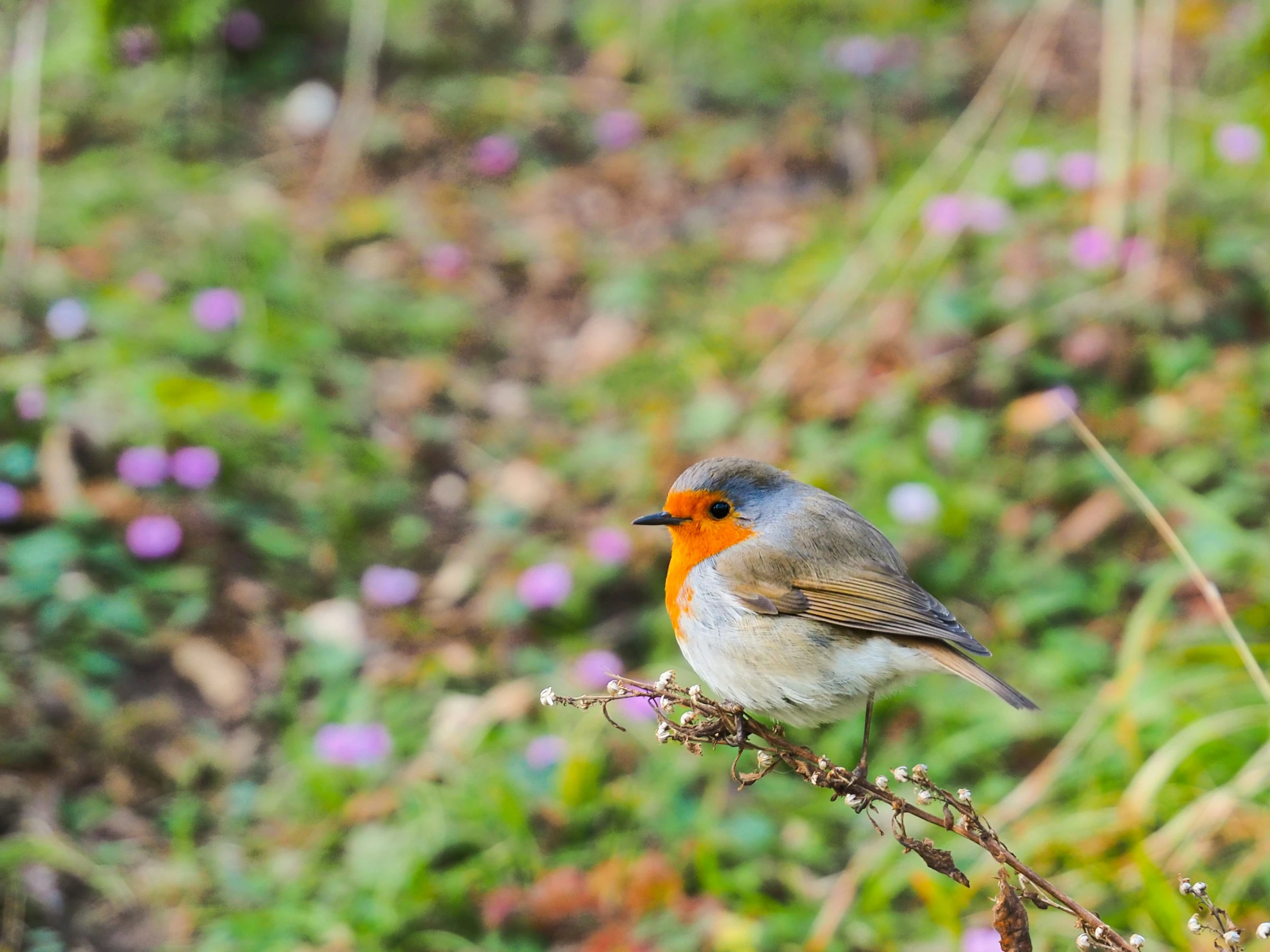 small grey bird sitting on a nch with a red 