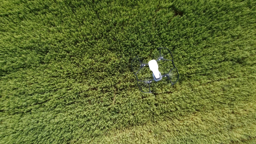 the white object is embedded in the green grass