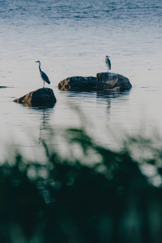 a couple of birds that are standing on some rocks in water