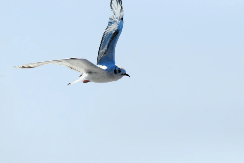 white bird with long wings in the sky