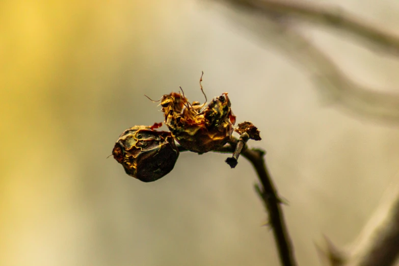 there is a very small tree that is dying