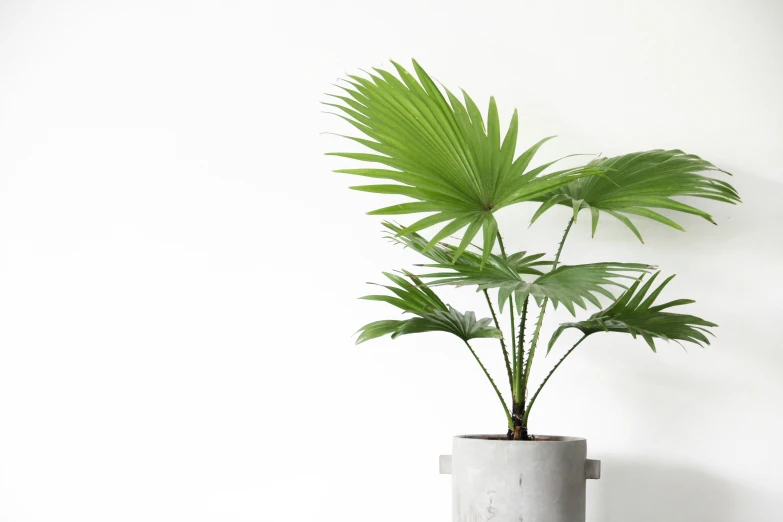 a potted plant is shown against the wall