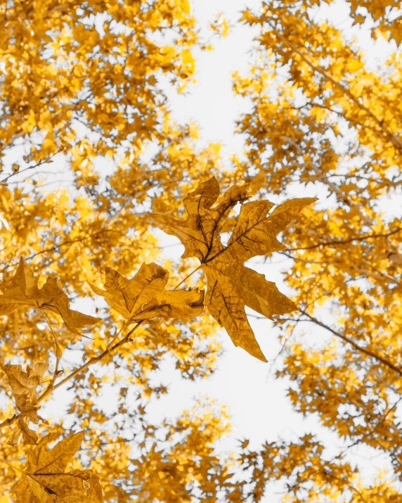 a tree in autumn is changing colors with its leaves