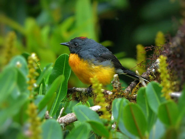 a small yellow and blue bird perched on some plants