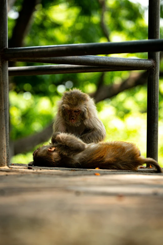 the small monkey is sitting beside a larger one