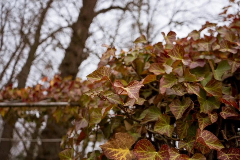 red, green, and yellow leaves grow on a fence