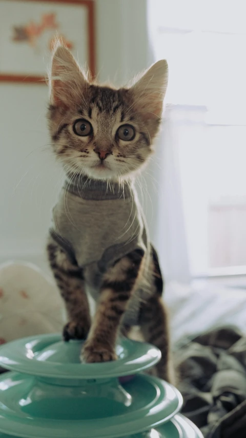 there is a small kitten sitting on top of three plates