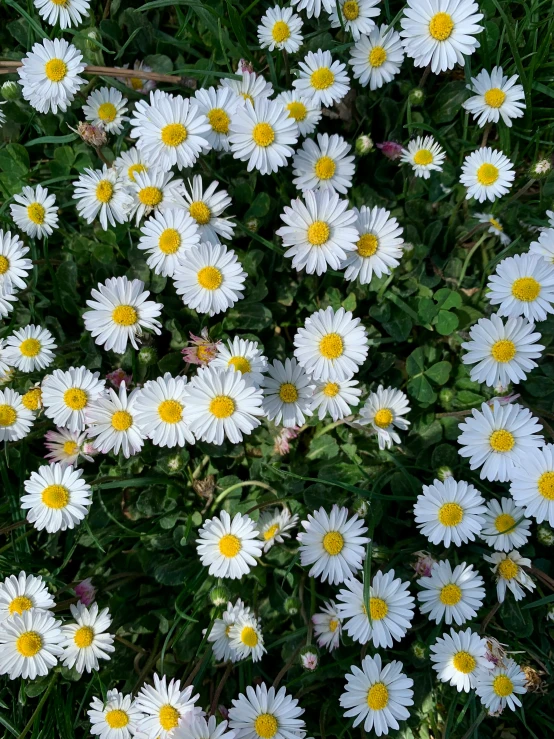 a bunch of daisies with yellow centers and white petals