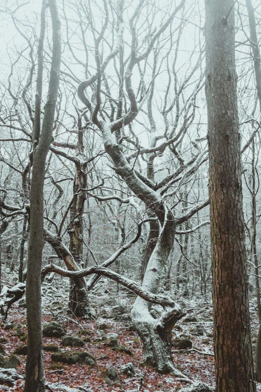 trees stand in a forest during a snowy day