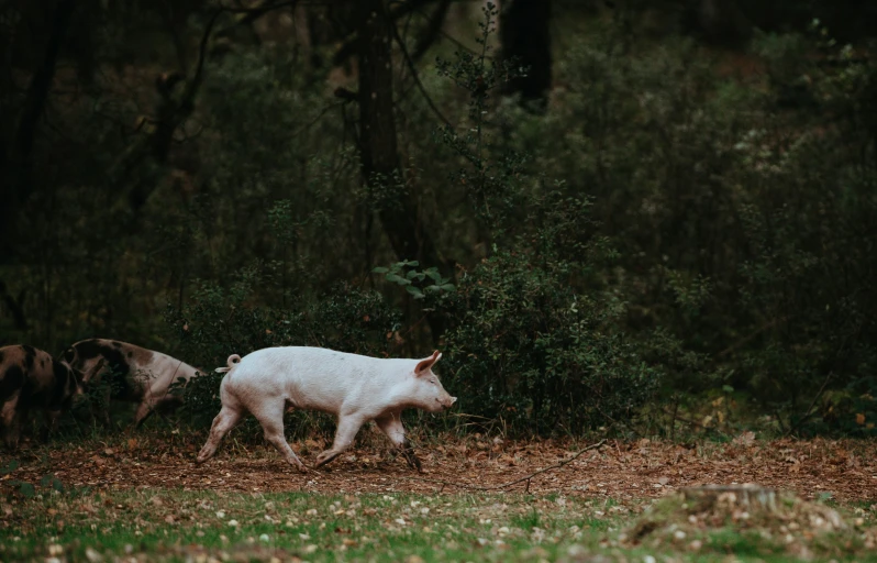 two white pigs walking in a park next to trees