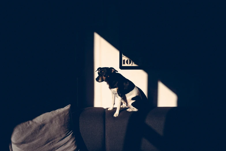 a dog is sitting on the back of a couch