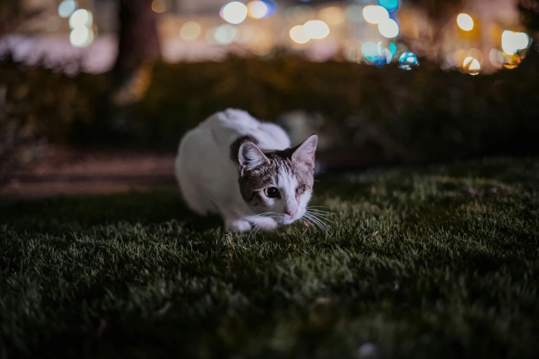 a cat walking across a lush green field