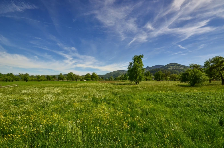 an open field with grass and trees under blue skies