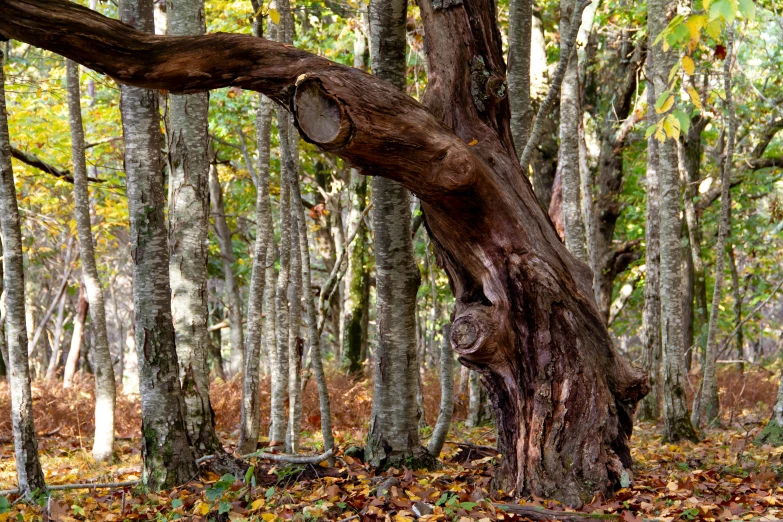 an older tree in the middle of a forest with several trees