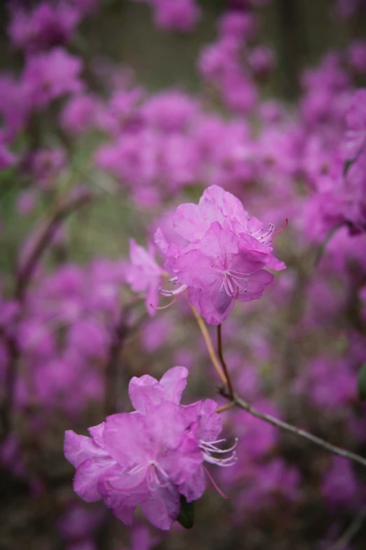 this is a close up s of a flower with water droplets on it