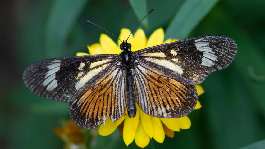 a beautiful orange and white erfly is resting on a yellow flower