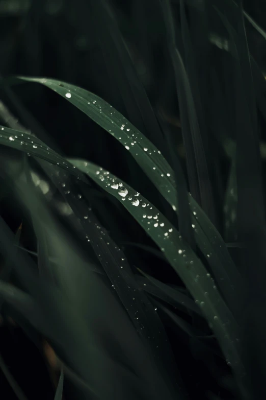 the grass with dew droplets is in the middle of green