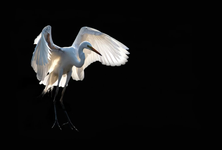 the large white bird is soaring through the night sky