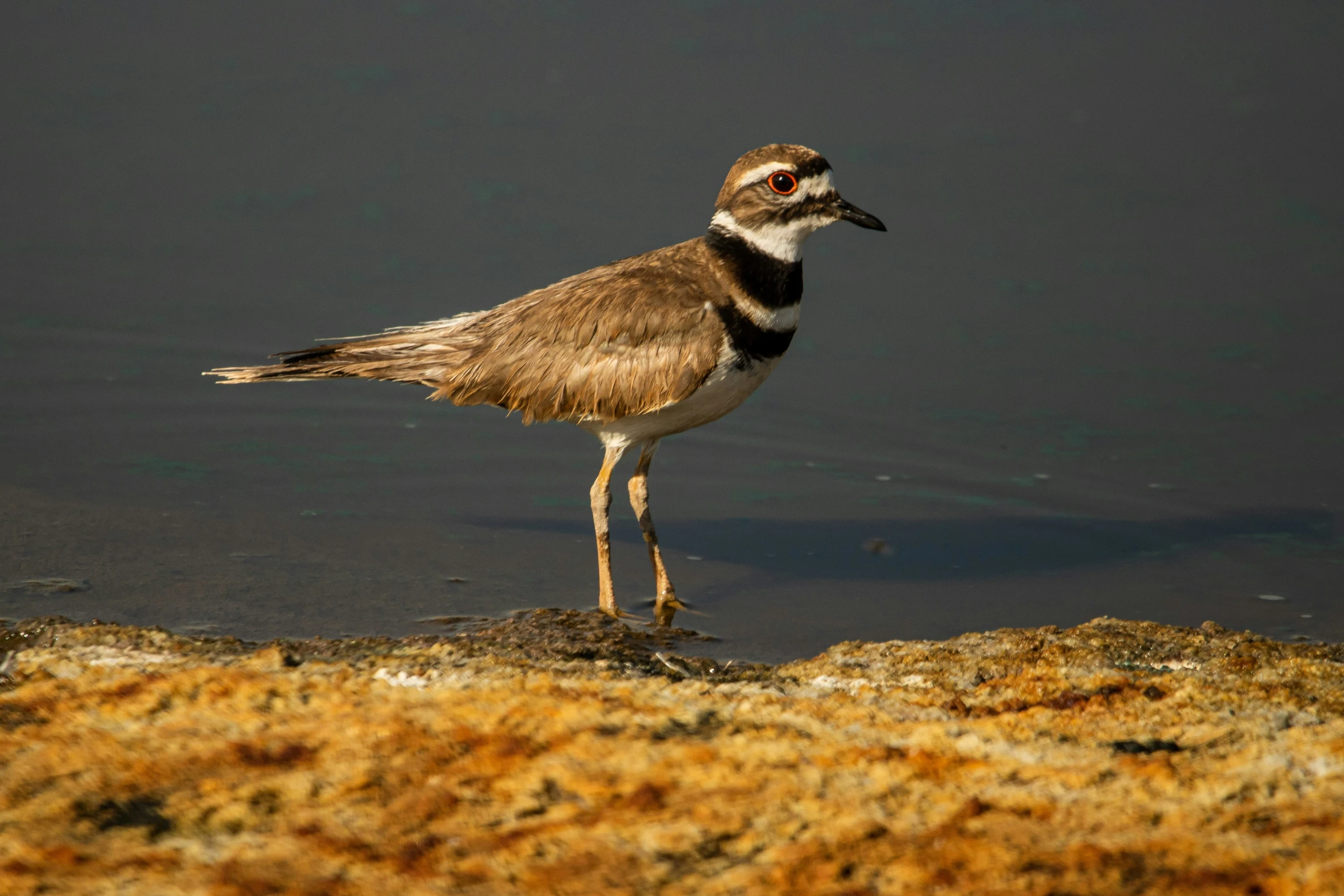 a bird on the side of the water in the sun