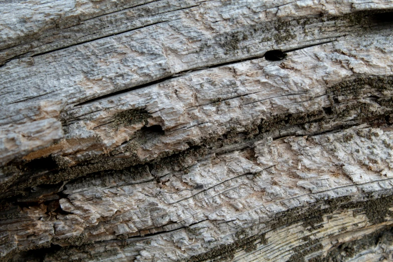 a closeup of an old tree trunk with many small holes in the bark