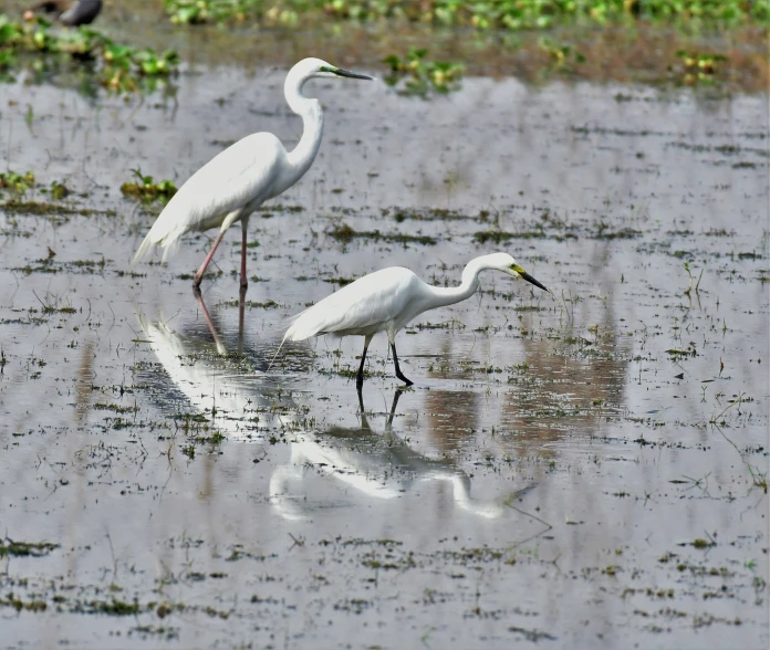 two white birds are standing in a shallow water pool